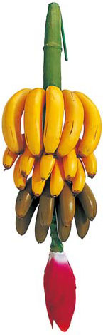 バナナフラワーフルーツ 90cm拡大画像