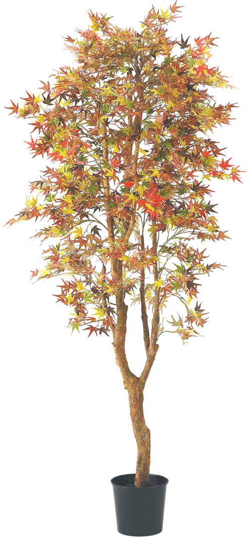 紅葉、もみじ、モミジツリー180cm拡大画像